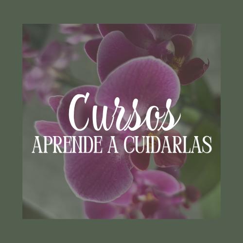Cursos