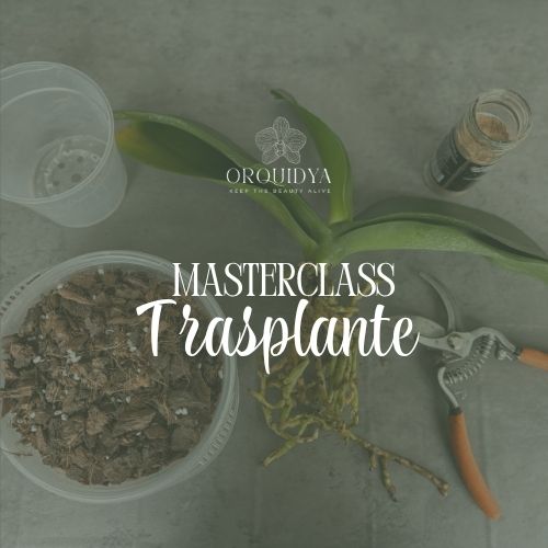 Masterclass de Trasplante